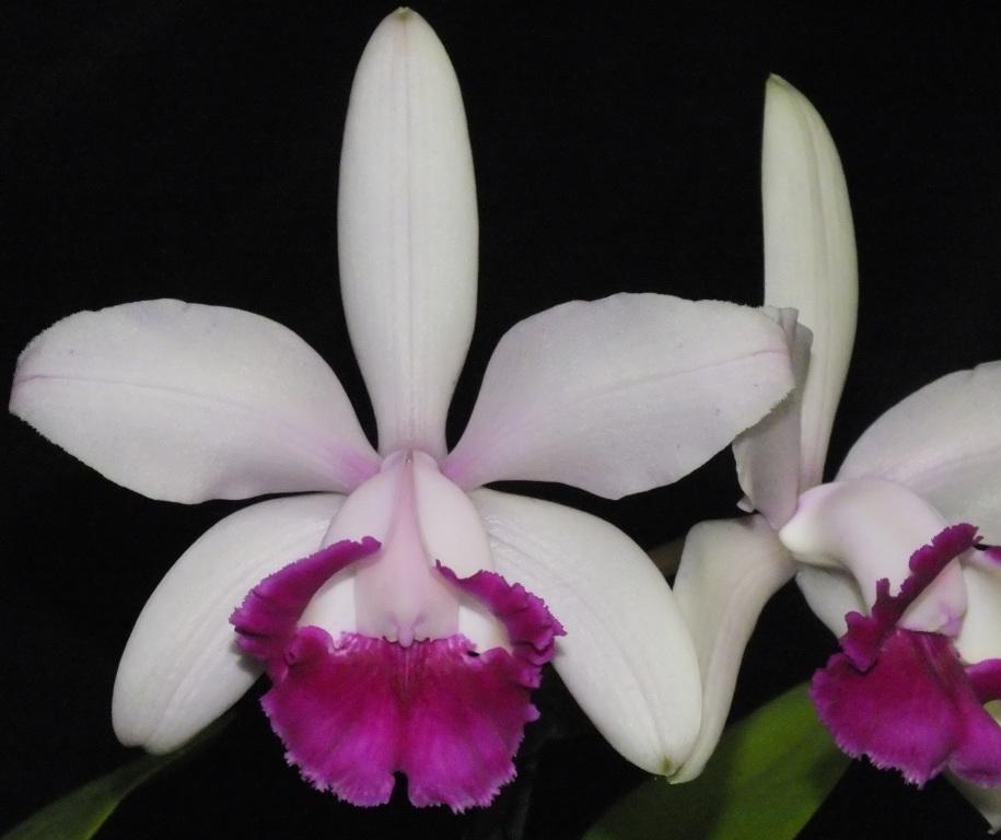 Cattleya intermedia - AM/AOC