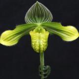 Paphiopedilum venustum - HCC/AOC