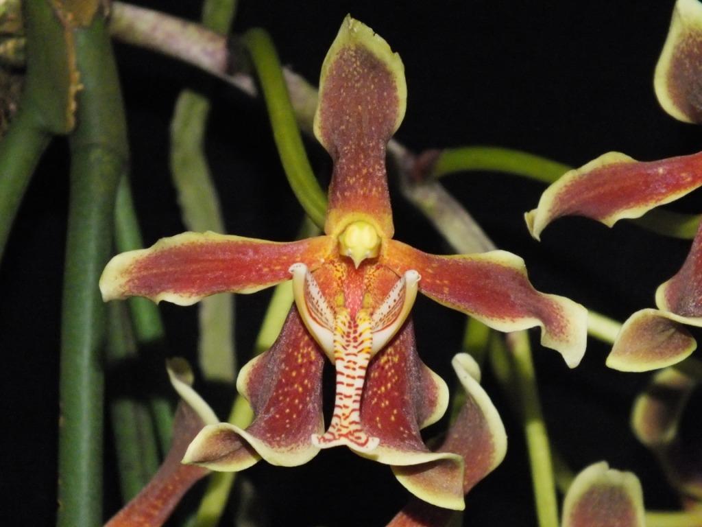 Paraphalaenopsis labukensis - AM/AOC