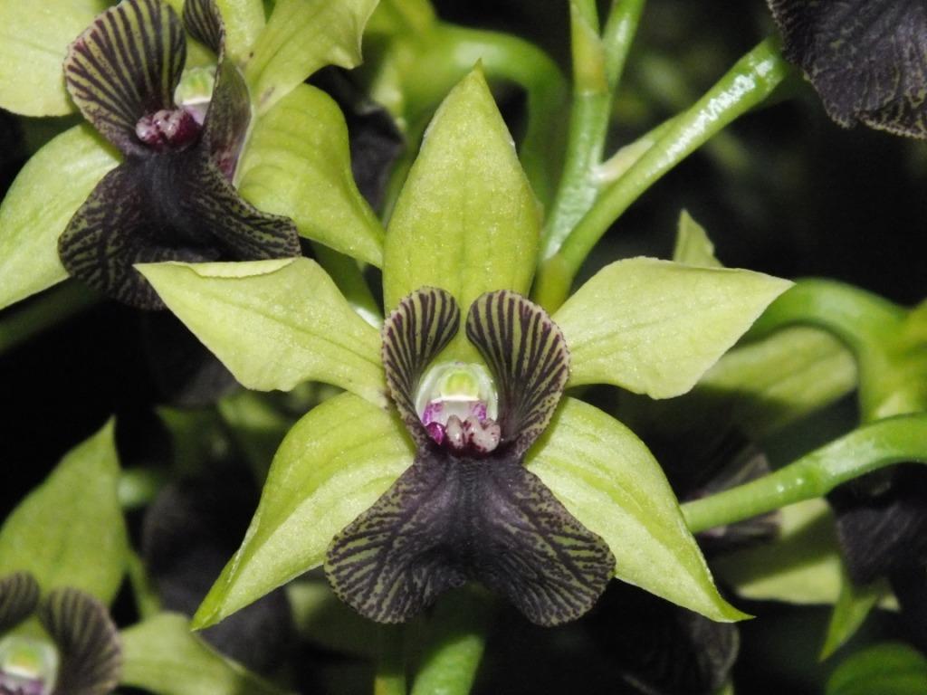 Dendrobium Gerald McCraith