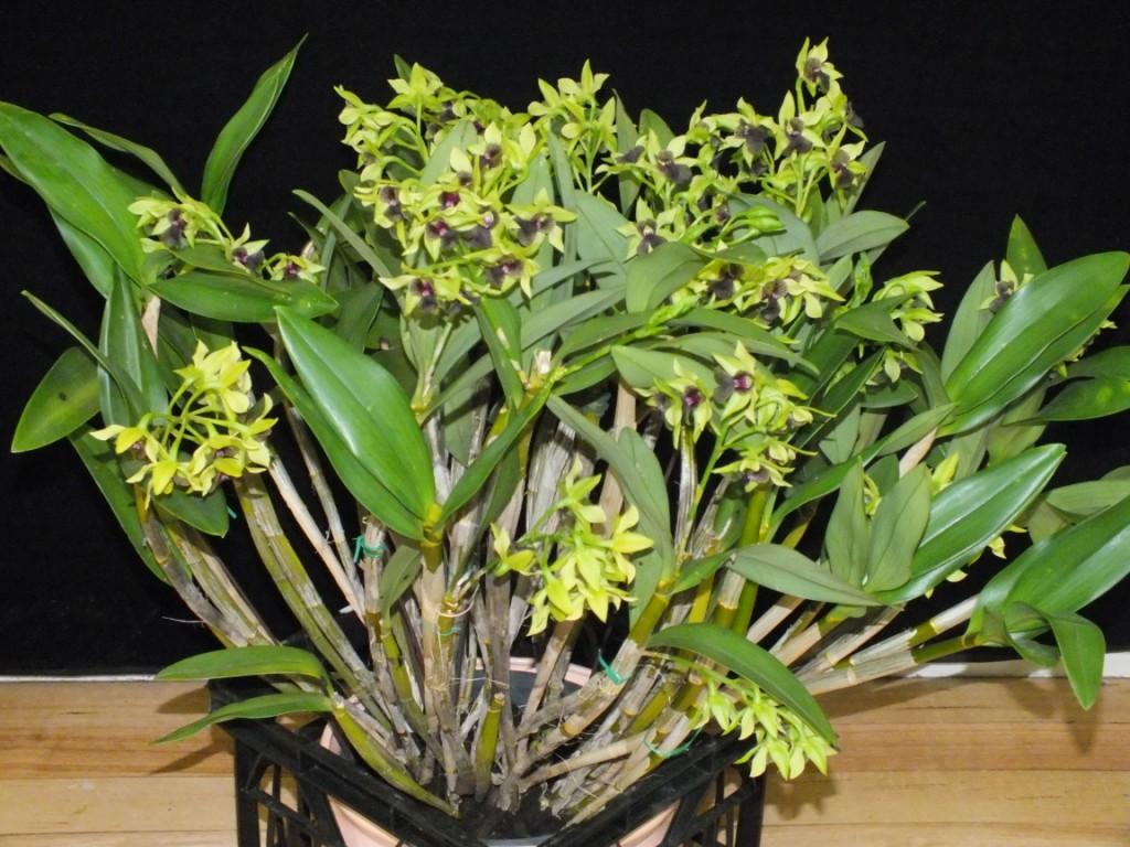 Dendrobium Gerald McCraith - ACC/AOC