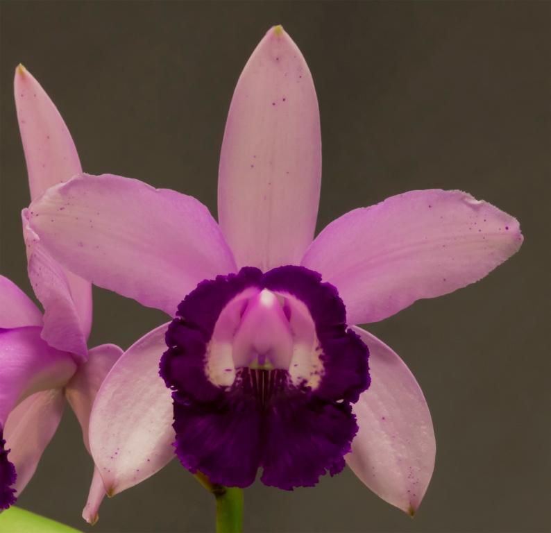 Cattleya intermedia - AM/AOC
