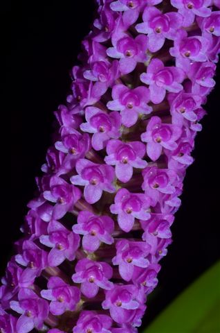 Arpophyllum giganteum subsp. alpinum - AM/AOC