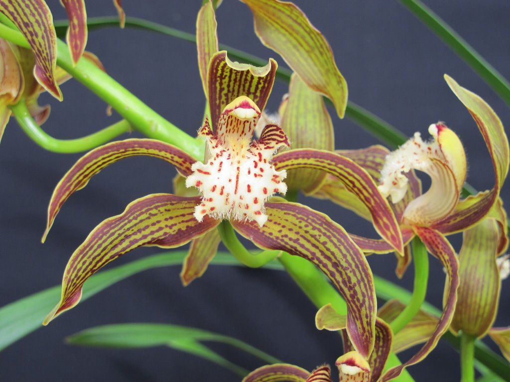 Cymbidium tracyanum