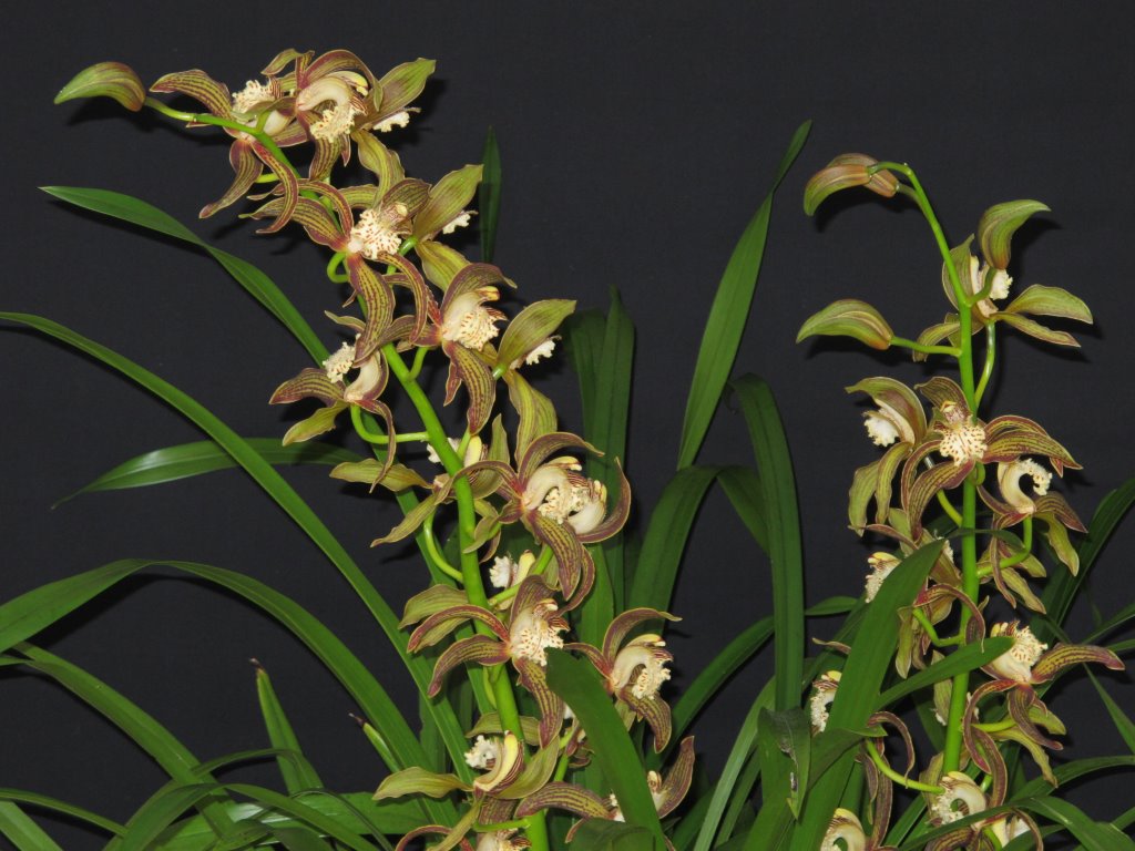 Cymbidium tracyanum - photo 2