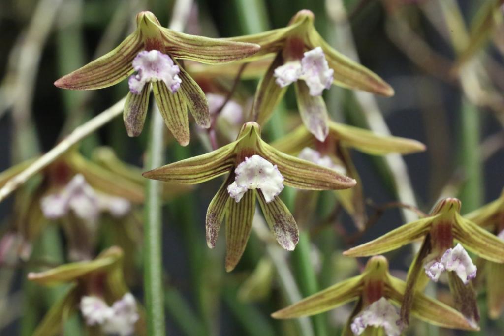 Dendrobium Australian Ginger - AM/AOC