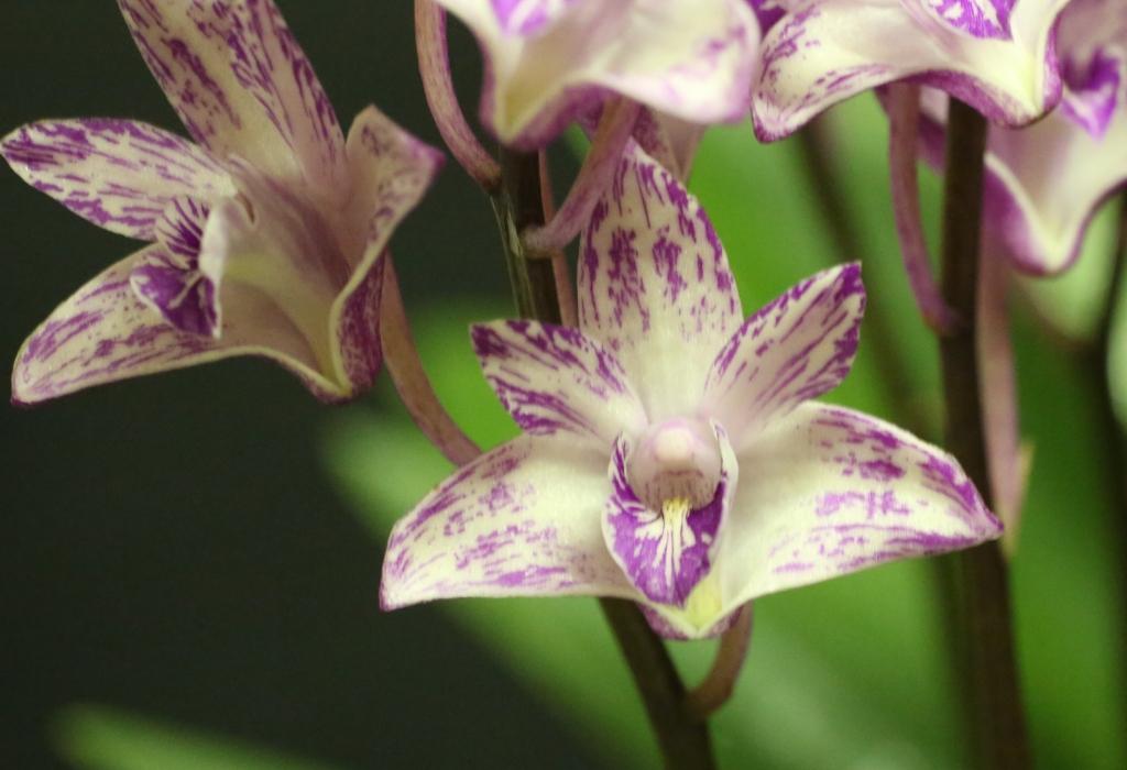 Dendrobium kingianum