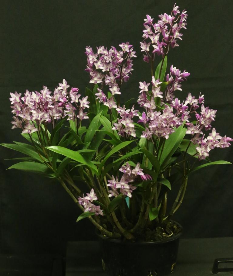 Dendrobium kingianum var. pulcherrimum - photo 2