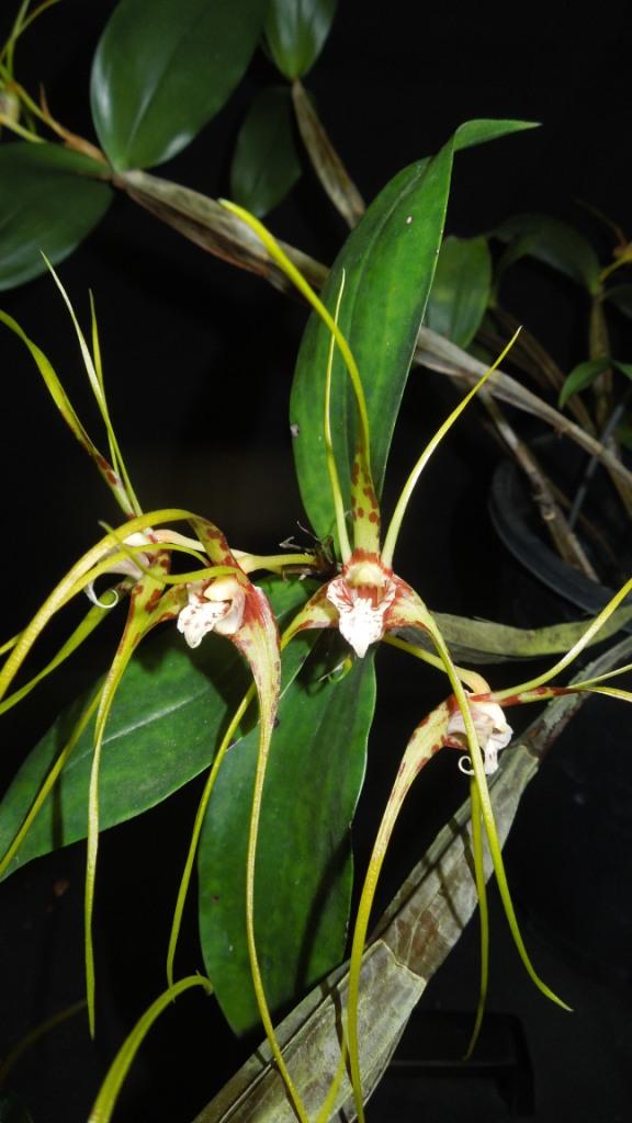 Dendrobium tetragonum subsp. giganteum