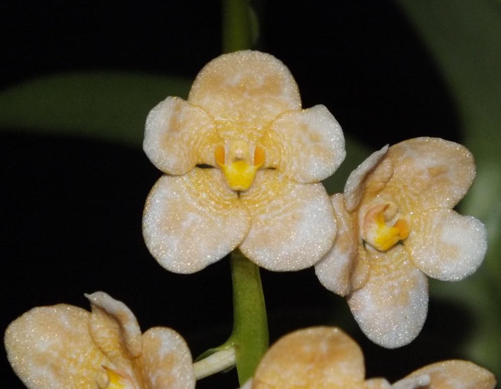 Sarcochilus Sunny - HCC/AOC