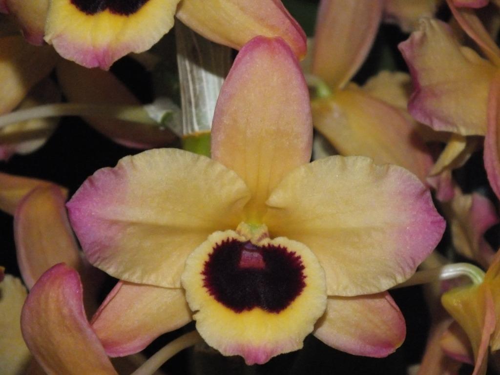 Dendrobium Gladeview Sunset - AM/AOC