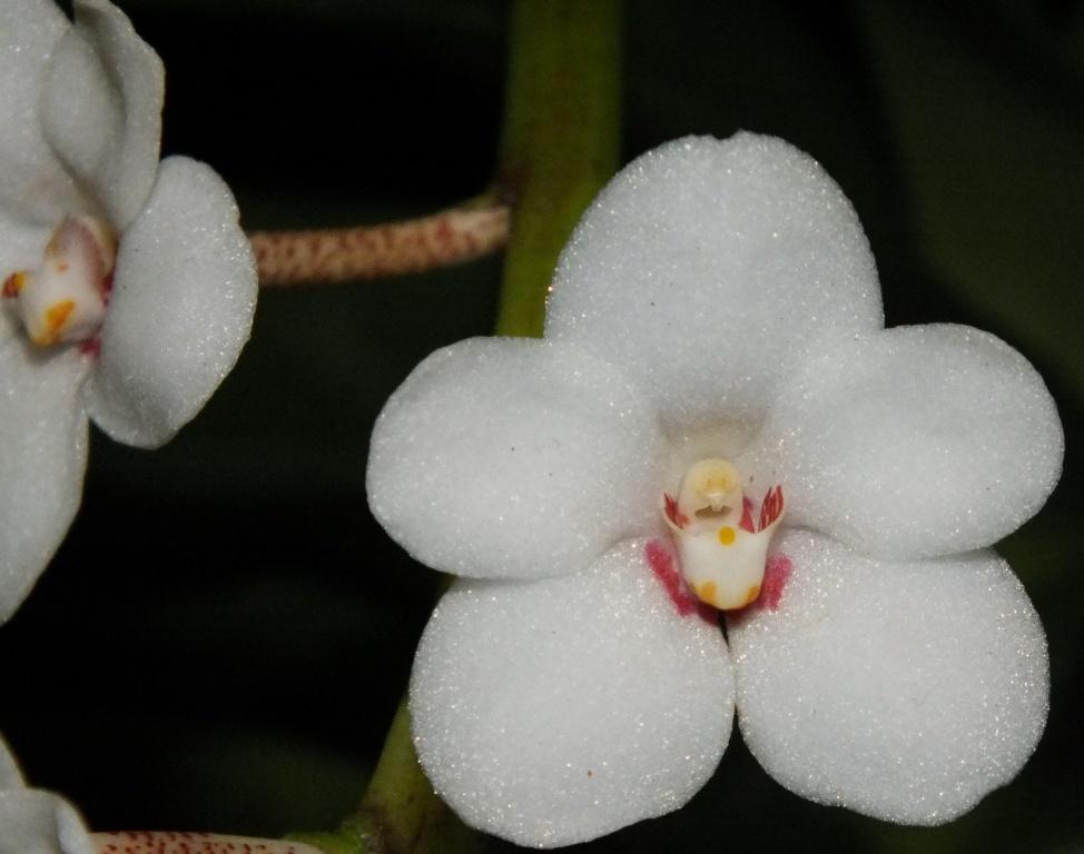 Sarcochilus hartmannii - AM/AOC