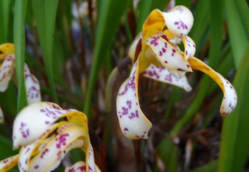 Maxillaria picta