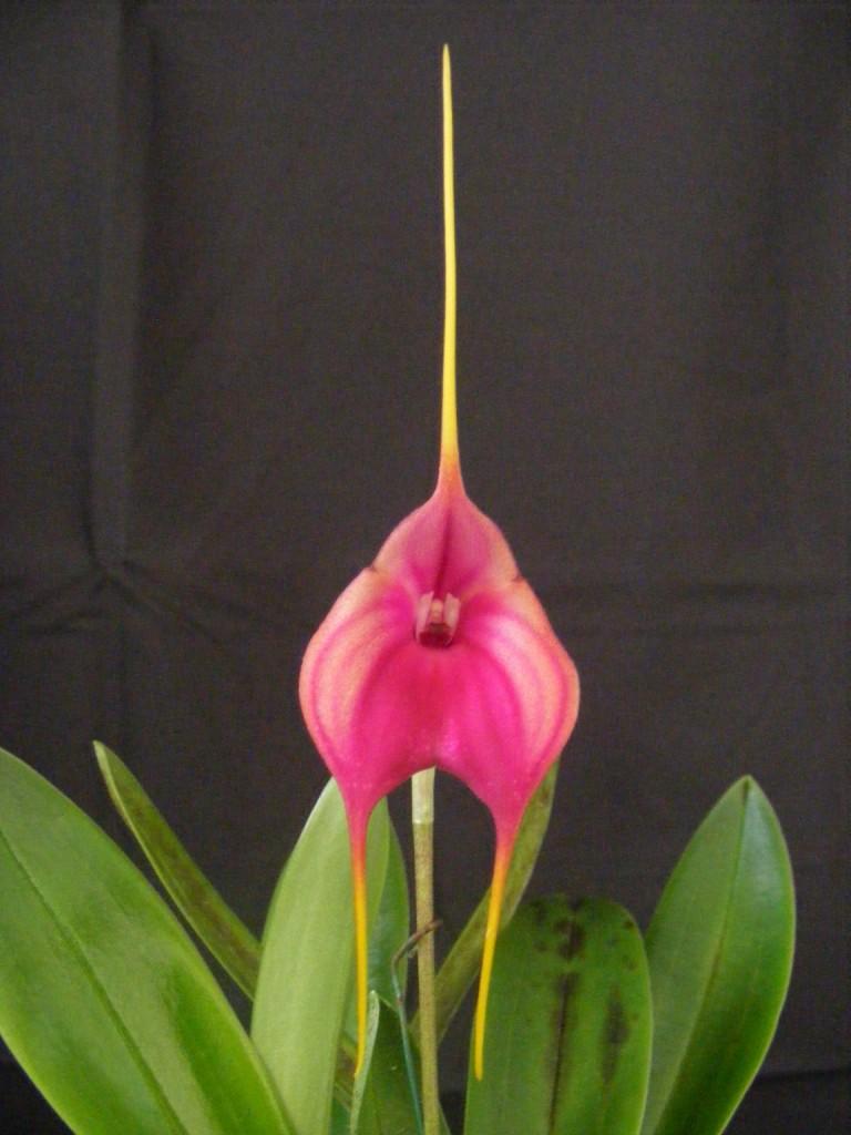 Masdevallia Hot Shot - AM/AOC