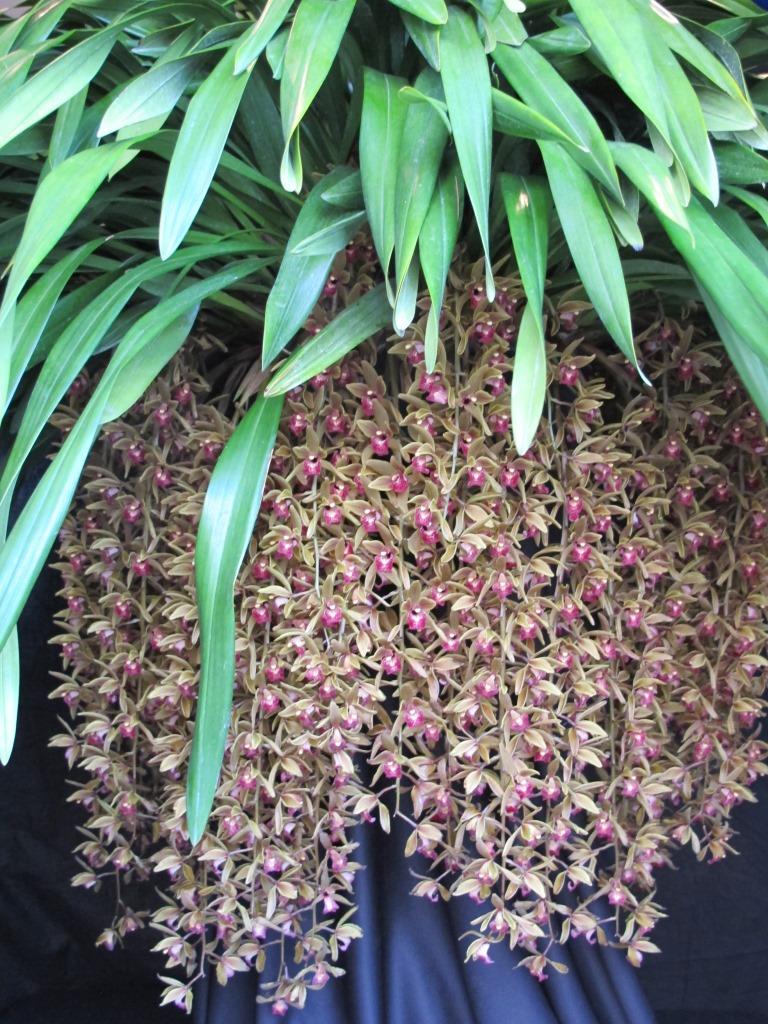Cymbidium Miss Muffet