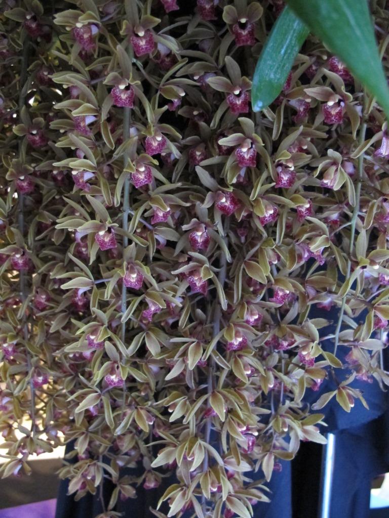 Cymbidium Miss Muffet - photo 2