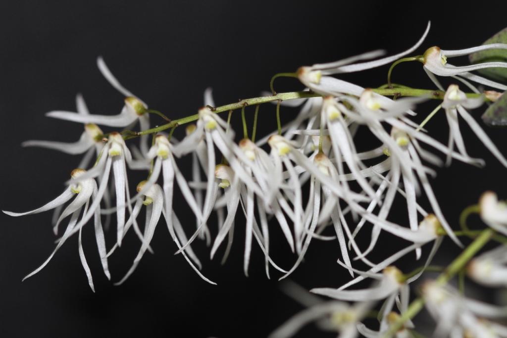 Dendrobium linguiforme