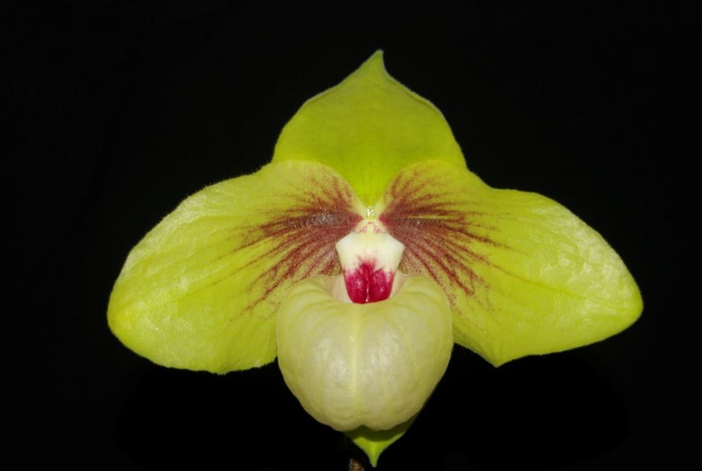 Paph Shun-Fa Golden