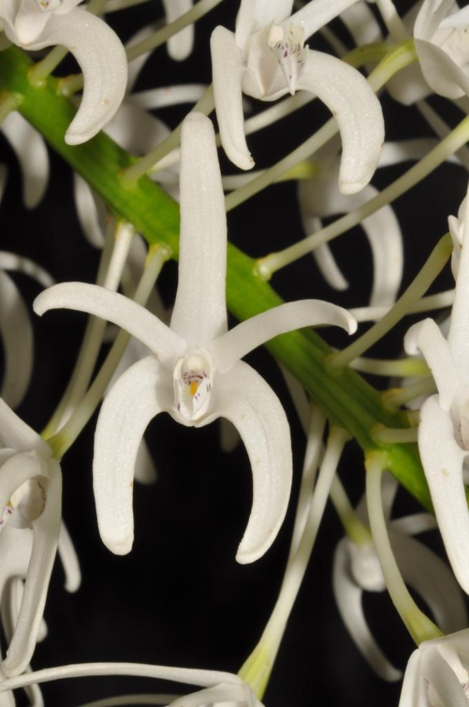 Dendrobium speciosum var. hillii 'Clissold's White'