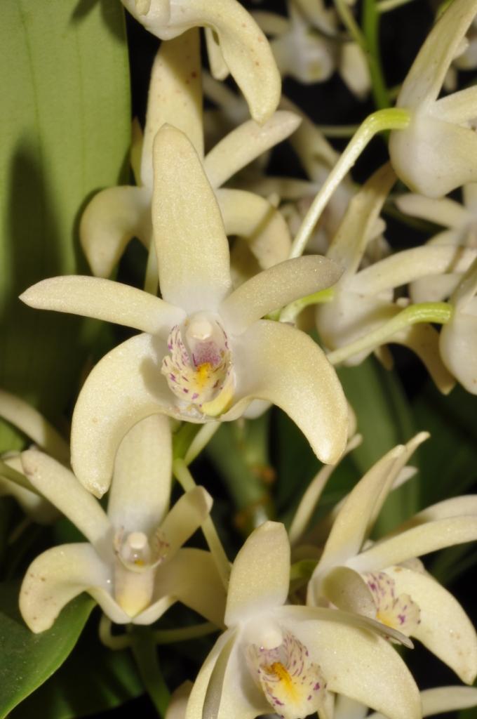 Dendrobium Jesmond Gem - HCC/AOC