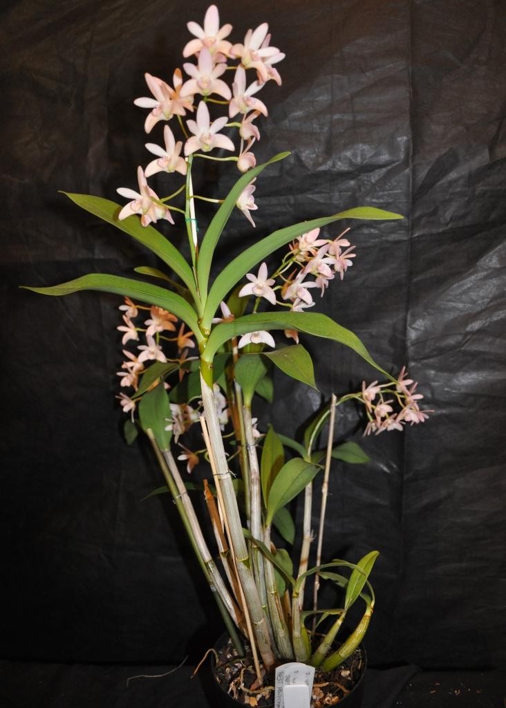 Dendrobium Yarra Quartz - photo 2