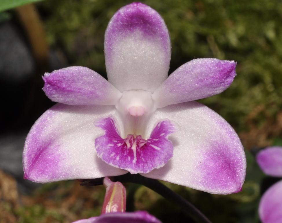 Dendrobium kingianum var. pulcherrimum - HCC/AOC