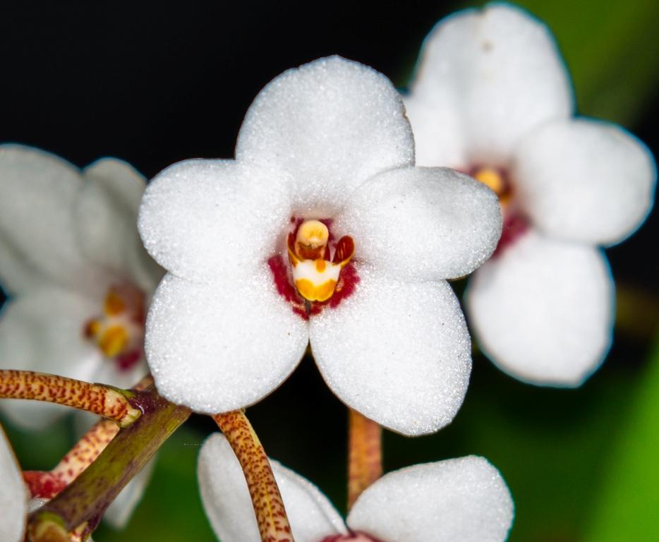 Sarcochilus hartmannii