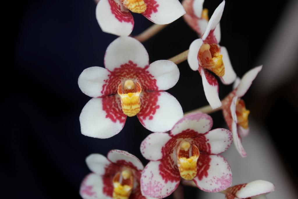 Sarcochilus Bessie - HCC/AOC