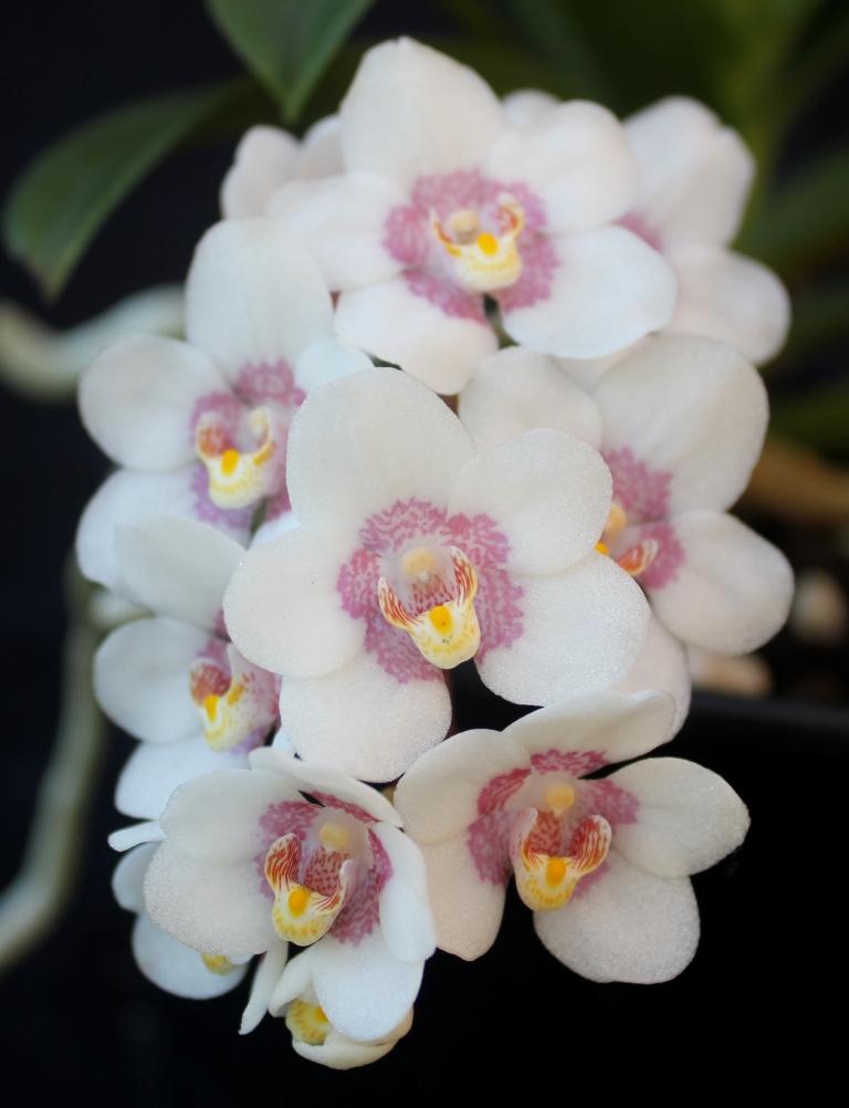 Sarcochilus Gunnadoo - HCC/AOC