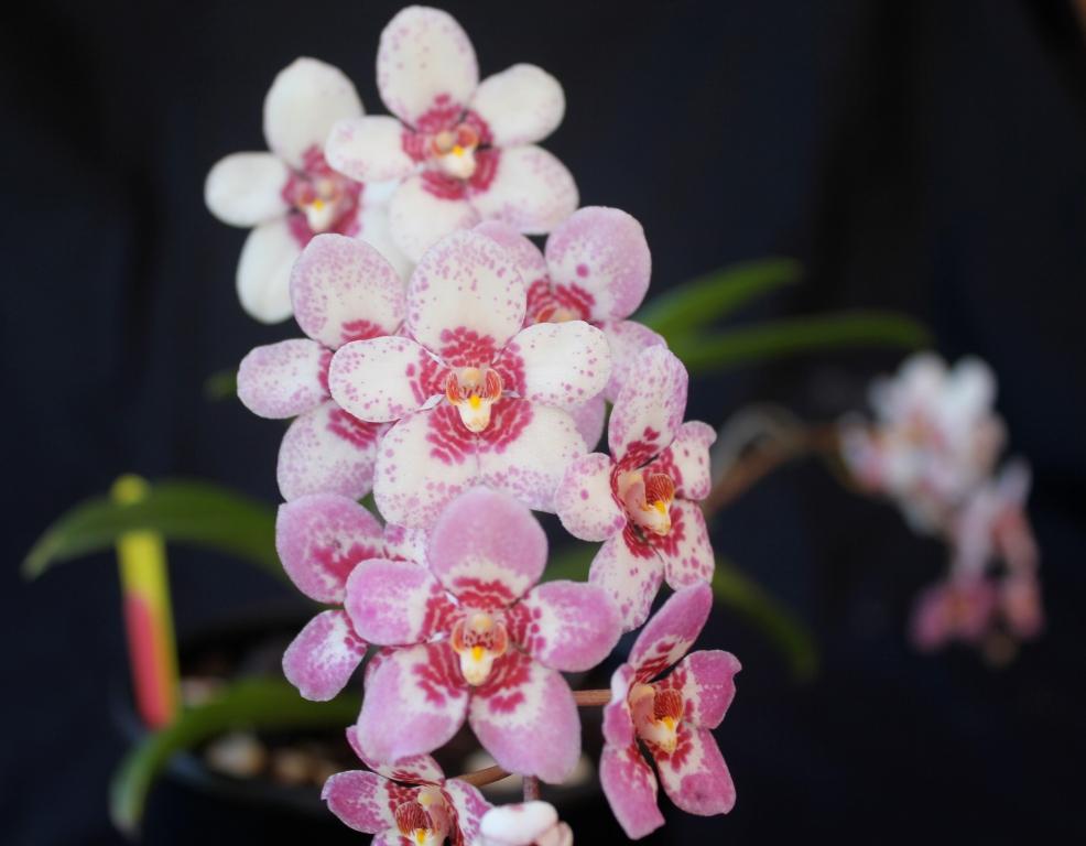 Sarcochilus Judith - HCC/AOC