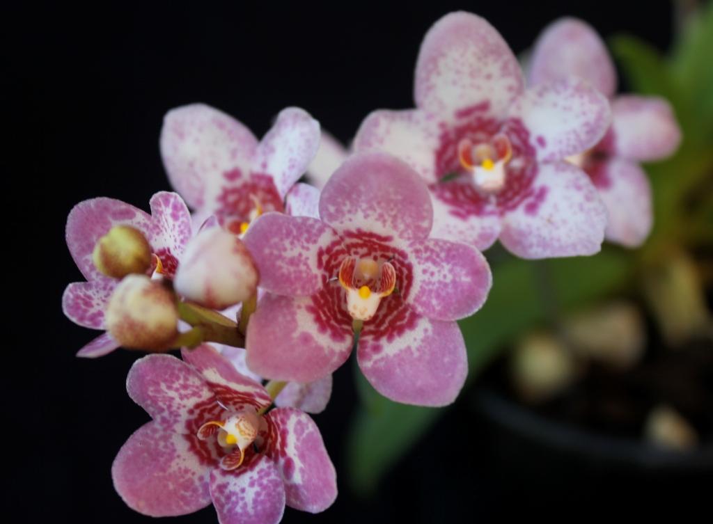 Sarcochilus Judith - HCC/AOC