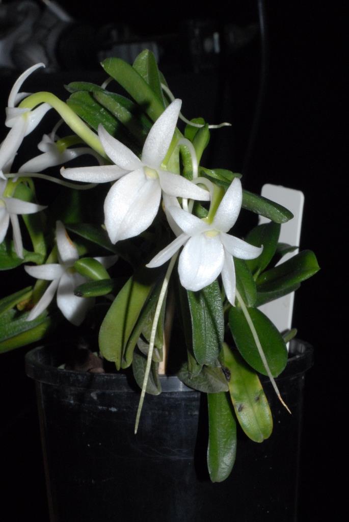 Angraecum equitans