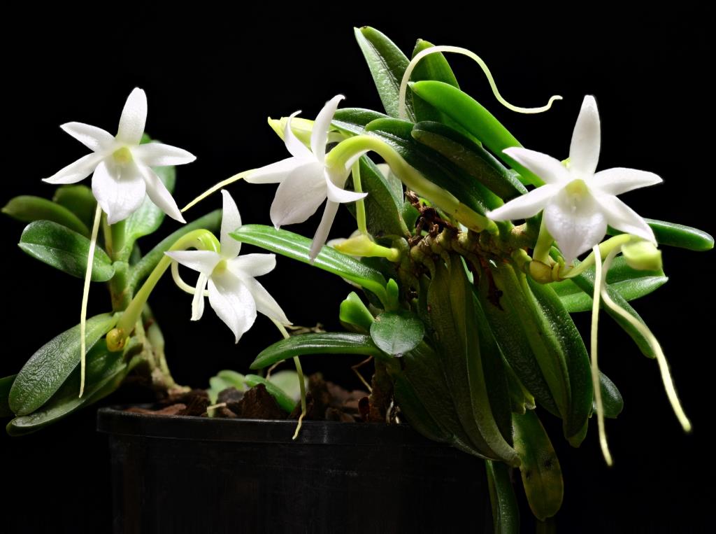 Angraecum equitans - photo 2