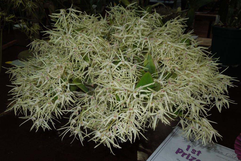 Dendrobium aemulum