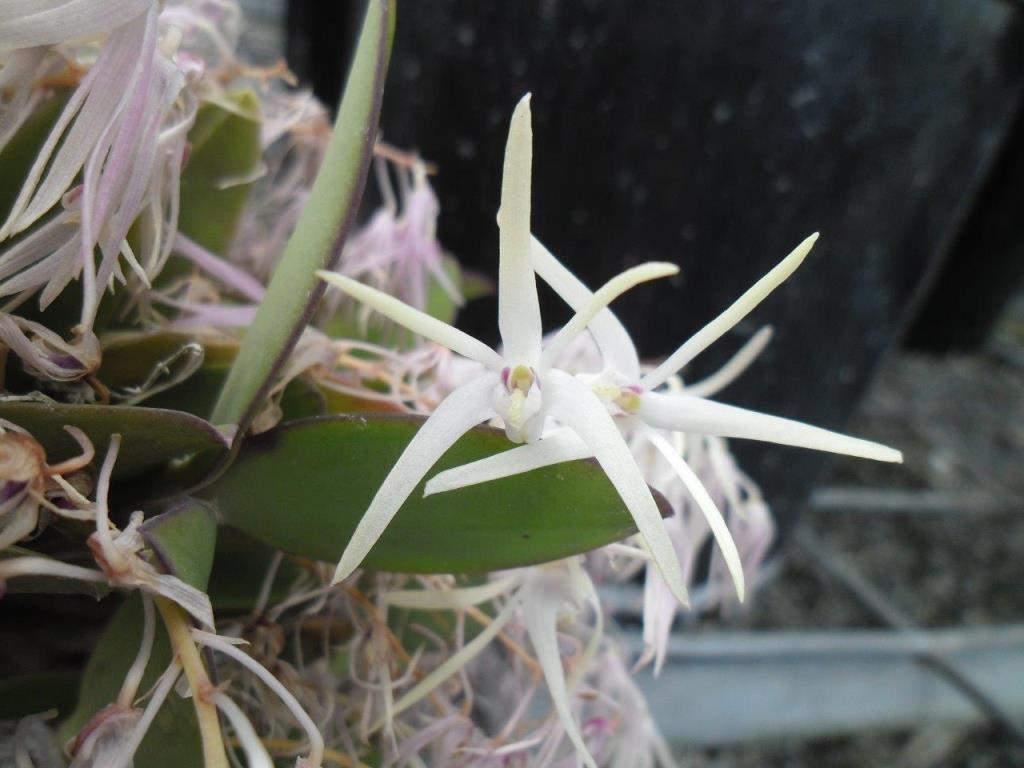 Dendrobium aemulum - photo 2