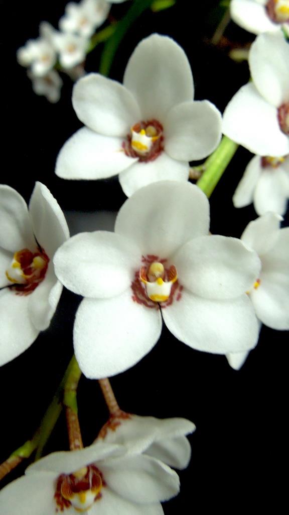 Sarcochilus hartmannii - AM/AOC