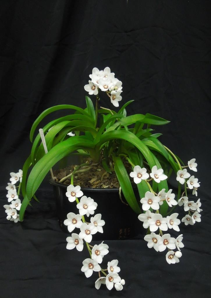 Sarcochilus hartmannii - photo 2