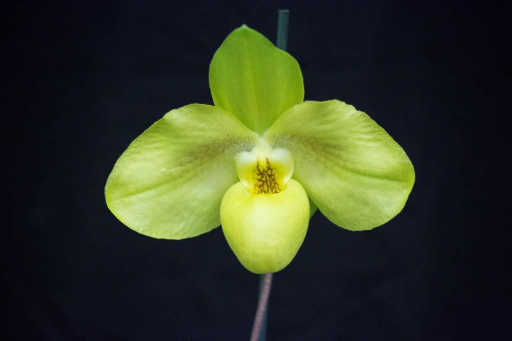 Paph Wossner China Moon