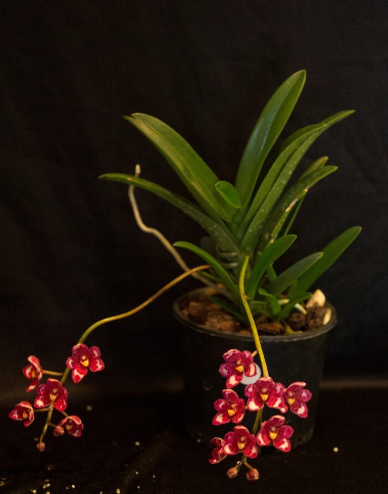 Sarcochilus Tinny - photo 2