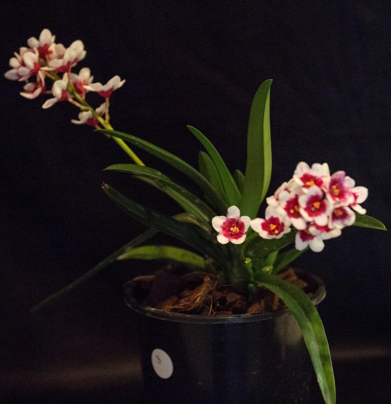 Sarcochilus Memoria Dennis Wood - photo 2