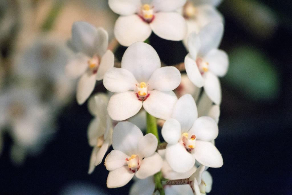 Sarcochilus hartmannii