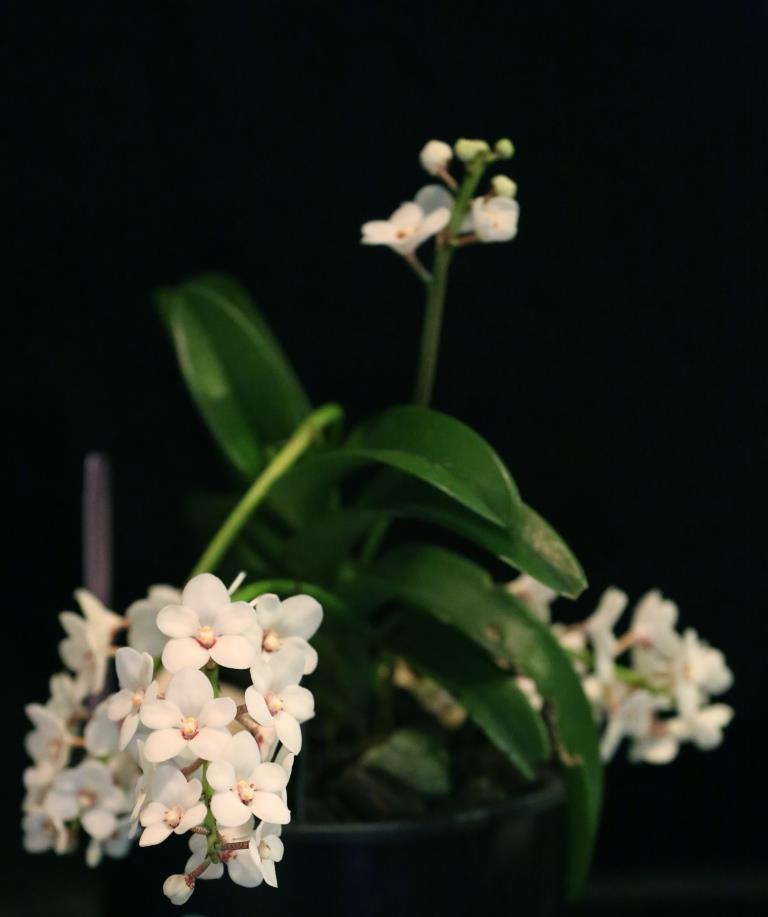Sarcochilus hartmannii - photo 2