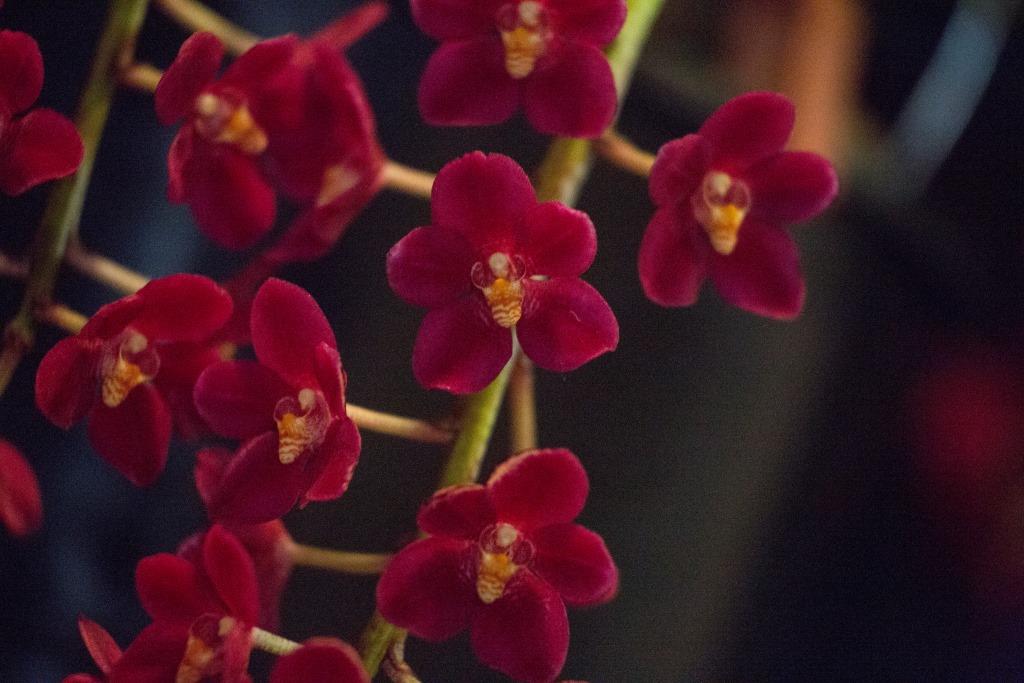 Sarcochilus Magic - AM/AOC