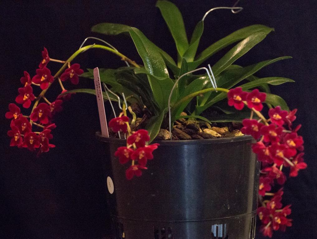 Sarcochilus Magic - photo 2