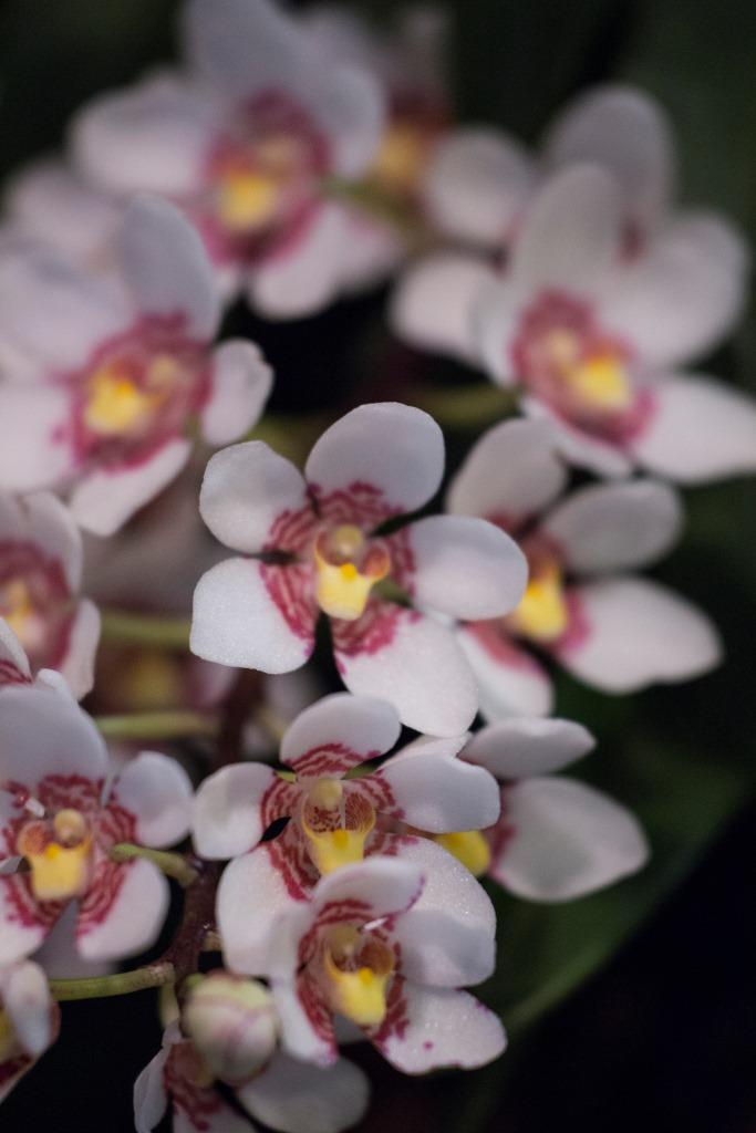 Sarcochilus Judith - photo 2