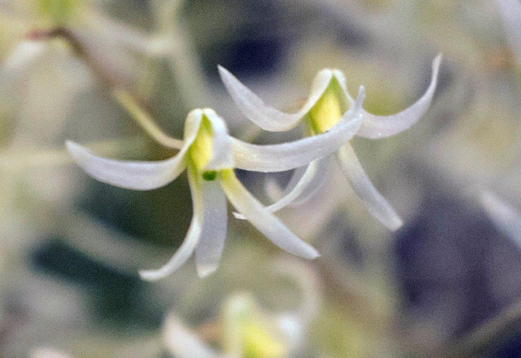 Dendrobium chordiforme - CBM/AOC