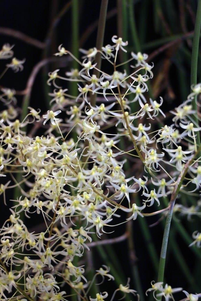 Dendrobium chordiforme - photo 2