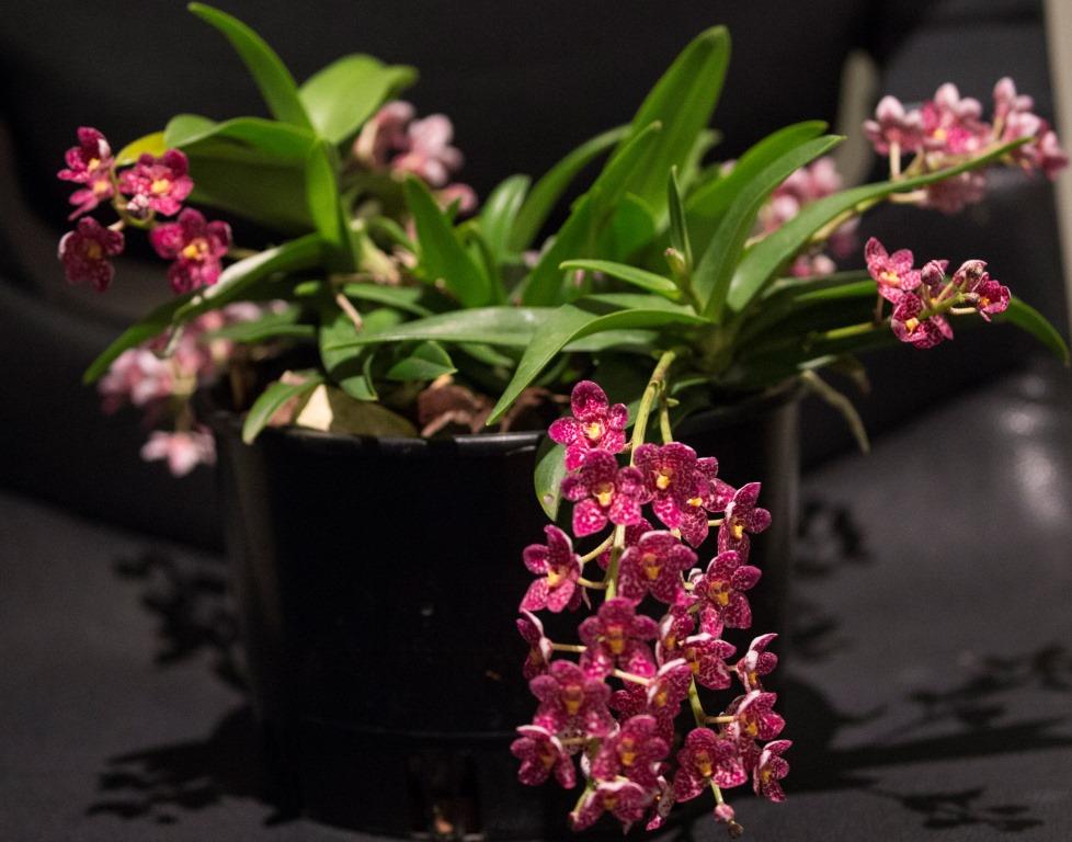 Sarcochilus Edith - photo 2