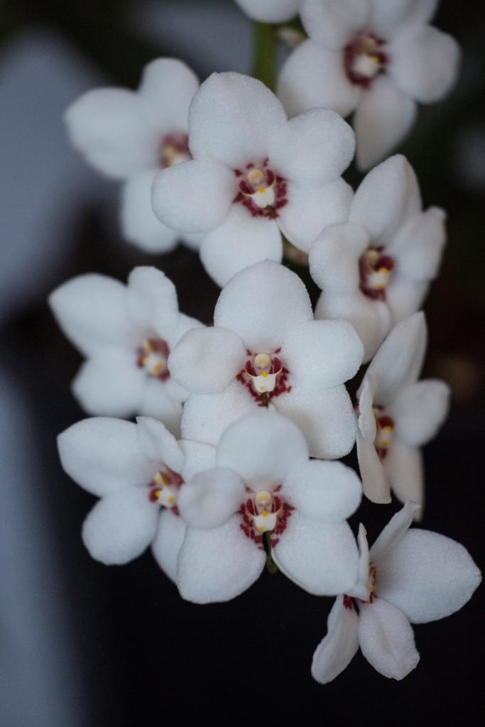 Sarcochilus hartmannii