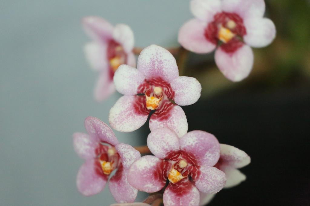 Sarcochilus Kulnura Absolute - HCC/AOC